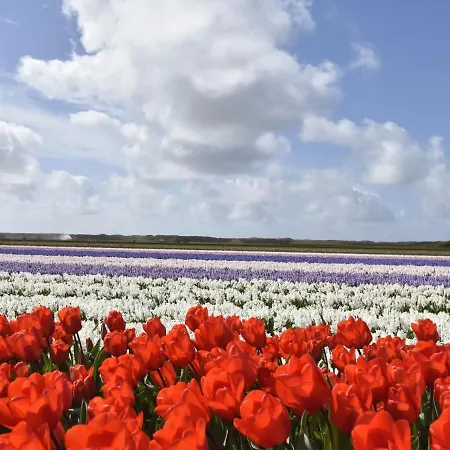 Prázdninový dům In Holland Near Beaches Callantsoog