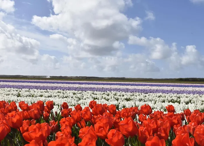 Vakantiehuis In Holland Near Beaches Callantsoog